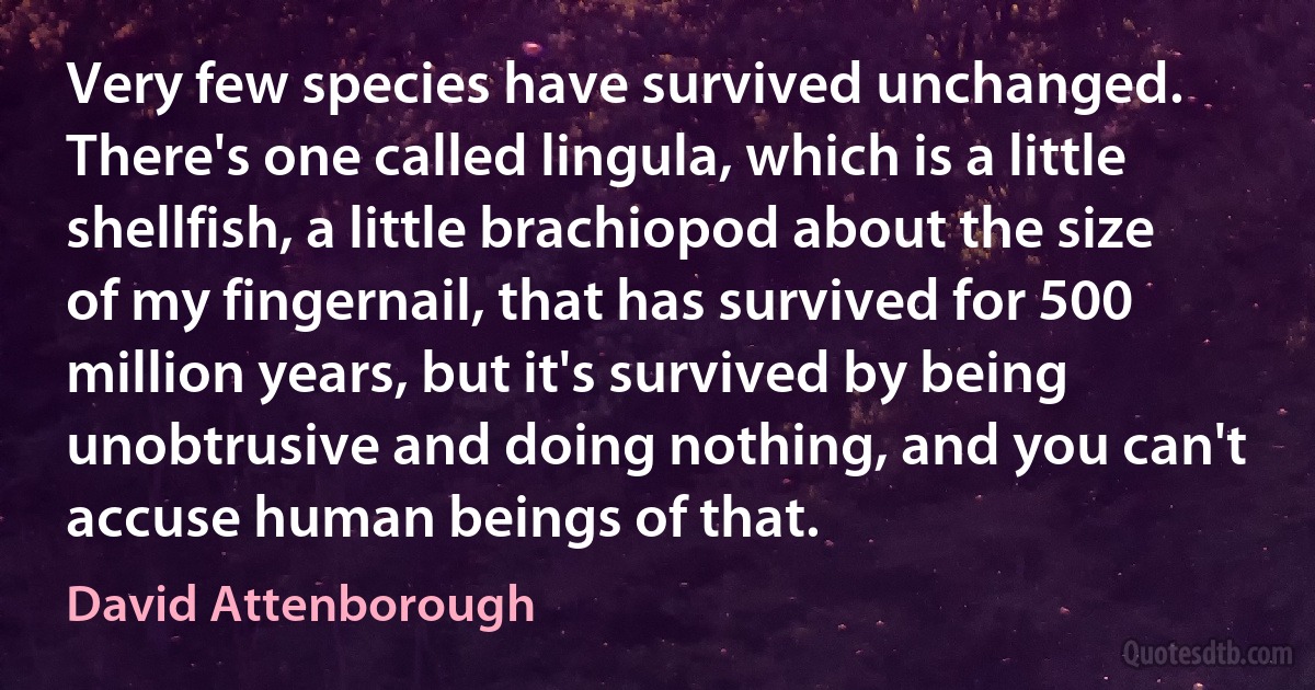 Very few species have survived unchanged. There's one called lingula, which is a little shellfish, a little brachiopod about the size of my fingernail, that has survived for 500 million years, but it's survived by being unobtrusive and doing nothing, and you can't accuse human beings of that. (David Attenborough)