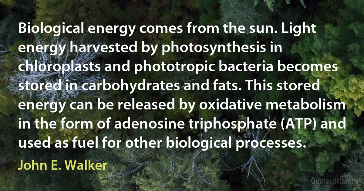 Biological energy comes from the sun. Light energy harvested by photosynthesis in chloroplasts and phototropic bacteria becomes stored in carbohydrates and fats. This stored energy can be released by oxidative metabolism in the form of adenosine triphosphate (ATP) and used as fuel for other biological processes. (John E. Walker)