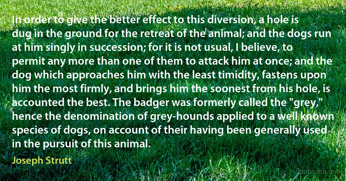 In order to give the better effect to this diversion, a hole is dug in the ground for the retreat of the animal; and the dogs run at him singly in succession; for it is not usual, I believe, to permit any more than one of them to attack him at once; and the dog which approaches him with the least timidity, fastens upon him the most firmly, and brings him the soonest from his hole, is accounted the best. The badger was formerly called the "grey," hence the denomination of grey-hounds applied to a well known species of dogs, on account of their having been generally used in the pursuit of this animal. (Joseph Strutt)